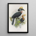 Ceratogymna elata - Daniel Giraud Elliot — framed artwork on a wall