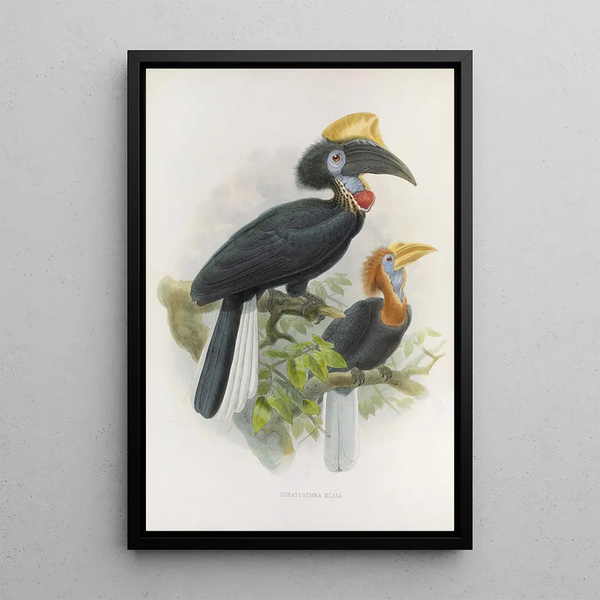 Ceratogymna elata - Daniel Giraud Elliot — framed artwork on a wall