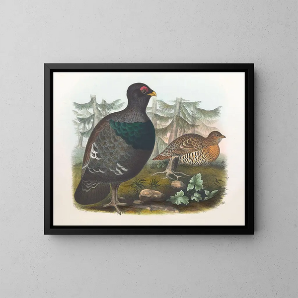 Coq des bois - Daniel Giraud Elliot — framed artwork on a wall