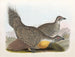 Coq des plaines - Daniel Giraud Elliot — artwork view