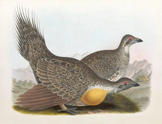 Coq des plaines - Daniel Giraud Elliot — artwork view
