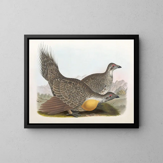 Coq des plaines - Daniel Giraud Elliot — framed artwork on a wall