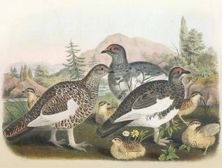 Alpine Grouse Painting - Daniel Giraud Elliot — artwork view