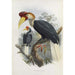Cranorrhinus cassidix - Daniel Giraud Elliot — artwork view