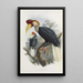Cranorrhinus cassidix - Daniel Giraud Elliot — framed artwork on a wall