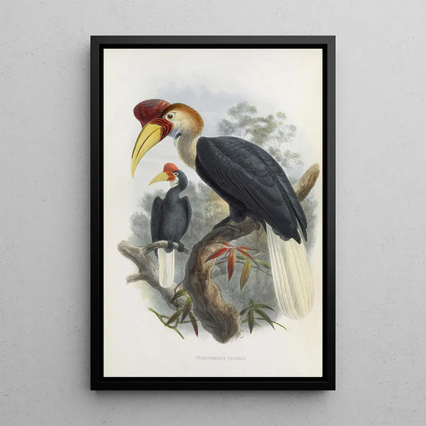 Cranorrhinus cassidix - Daniel Giraud Elliot — framed artwork on a wall