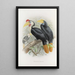 Cranorrhinus corrugatus - Daniel Giraud Elliot — framed artwork on a wall