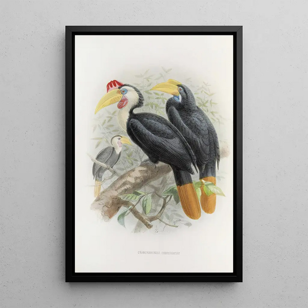 Cranorrhinus corrugatus - Daniel Giraud Elliot — framed artwork on a wall