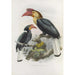 Cranorrhinus leucocephalus - Daniel Giraud Elliot — artwork view