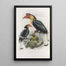 Cranorrhinus leucocephalus - Daniel Giraud Elliot — framed artwork on a wall