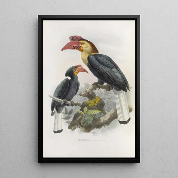 Cranorrhinus leucocephalus - Daniel Giraud Elliot — framed artwork on a wall