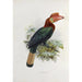 Cranorrhinus waldeni - Daniel Giraud Elliot — artwork view