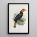 Cranorrhinus waldeni - Daniel Giraud Elliot — framed artwork on a wall