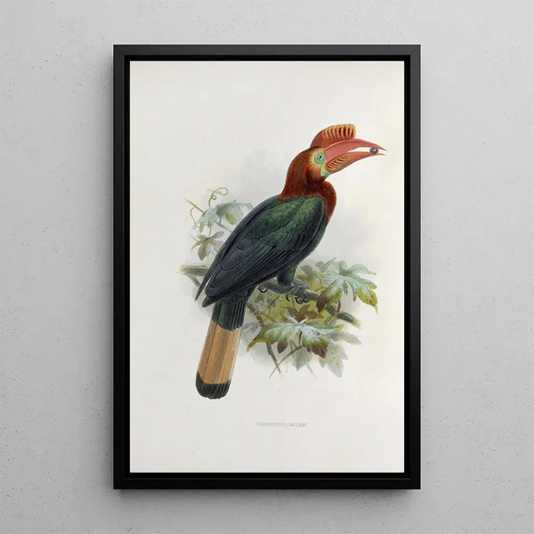Cranorrhinus waldeni - Daniel Giraud Elliot — framed artwork on a wall