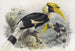 Dichoceros bicornis - Daniel Giraud Elliot — artwork view