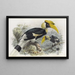Dichoceros bicornis - Daniel Giraud Elliot — framed artwork on a wall