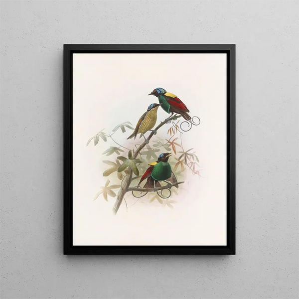 République de Diphyllodes - Daniel Giraud Elliot — framed artwork on a wall