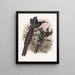 Epimaque Elliot - Daniel Giraud Elliot — framed artwork on a wall