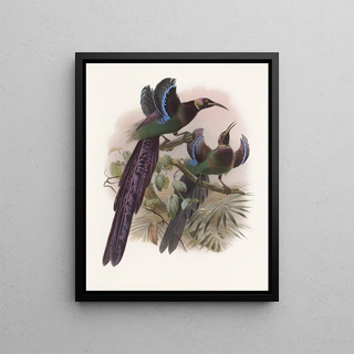 Daniel Giraud Elliot - Epimachus Ellioti.webp