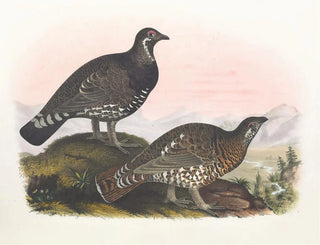 The Franklin Pheasant - Daniel Giraud Elliot — artwork view