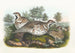 Gélinotte des bois - Daniel Giraud Elliot — artwork view