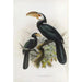 Hydrocissa exarhatus - Daniel Giraud Elliot — artwork view
