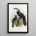 Hydrocissa exarhatus - Daniel Giraud Elliot — framed artwork on a wall