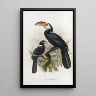 Hydrocissa exarhatus - Daniel Giraud Elliot — framed artwork on a wall