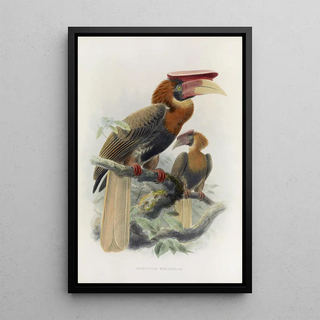Reproduction of the painting Hydrocorax mindanensis - Daniel Giraud Elliot