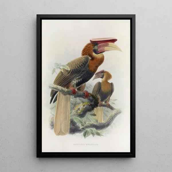 Reproduction of the painting Hydrocorax mindanensis - Daniel Giraud Elliot
