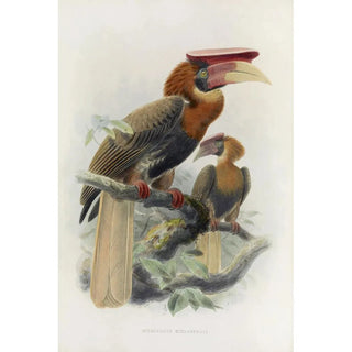 Reproduction of the painting Hydrocorax mindanensis - Daniel Giraud Elliot
