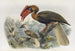Hydrocorax planicornis - Daniel Giraud Elliot — artwork view