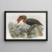 Hydrocorax planicornis - Daniel Giraud Elliot — framed artwork on a wall