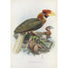 Hydrocorax semigaleatus - Daniel Giraud Elliot — artwork view