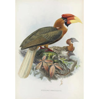 Hydrocorax semigaleatus - Daniel Giraud Elliot — artwork view