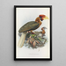 Hydrocorax semigaleatus - Daniel Giraud Elliot — framed artwork on a wall