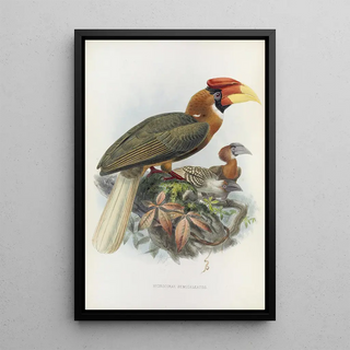 Hydrocorax semigaleatus - Daniel Giraud Elliot — framed artwork on a wall