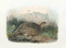 Gélinotte de Kunalee - Daniel Giraud Elliot — artwork view