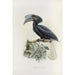Limonophalus montani - Daniel Giraud Elliot — artwork view