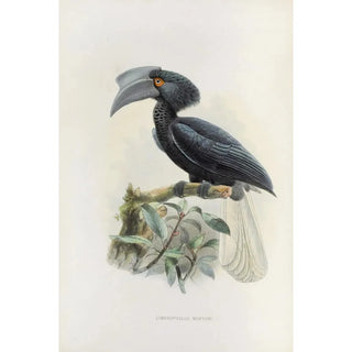 Limonophalus montani - Daniel Giraud Elliot — artwork view