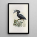 Limonophalus montani - Daniel Giraud Elliot — framed artwork on a wall