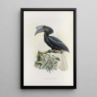 Limonophalus montani - Daniel Giraud Elliot — framed artwork on a wall
