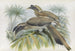 Lophoceros birostris - Daniel Giraud Elliot — artwork view