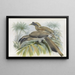 Lophoceros birostris - Daniel Giraud Elliot — framed artwork on a wall