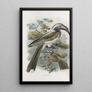 Reproduction of the painting Lophoceros nasutus - Daniel Giraud Elliot