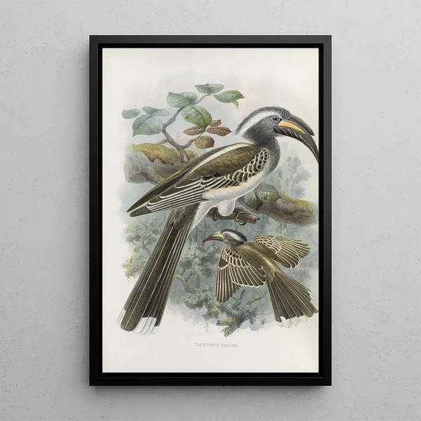 Reproduction of the painting Lophoceros nasutus - Daniel Giraud Elliot