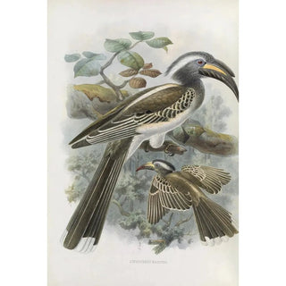 Reproduction of the painting Lophoceros nasutus - Daniel Giraud Elliot