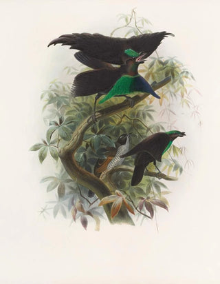 Lophorina atra - Daniel Giraud Elliot — artwork view