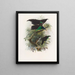 Lophorina atra - Daniel Giraud Elliot — framed artwork on a wall