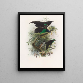 Lophorina atra - Daniel Giraud Elliot — framed artwork on a wall